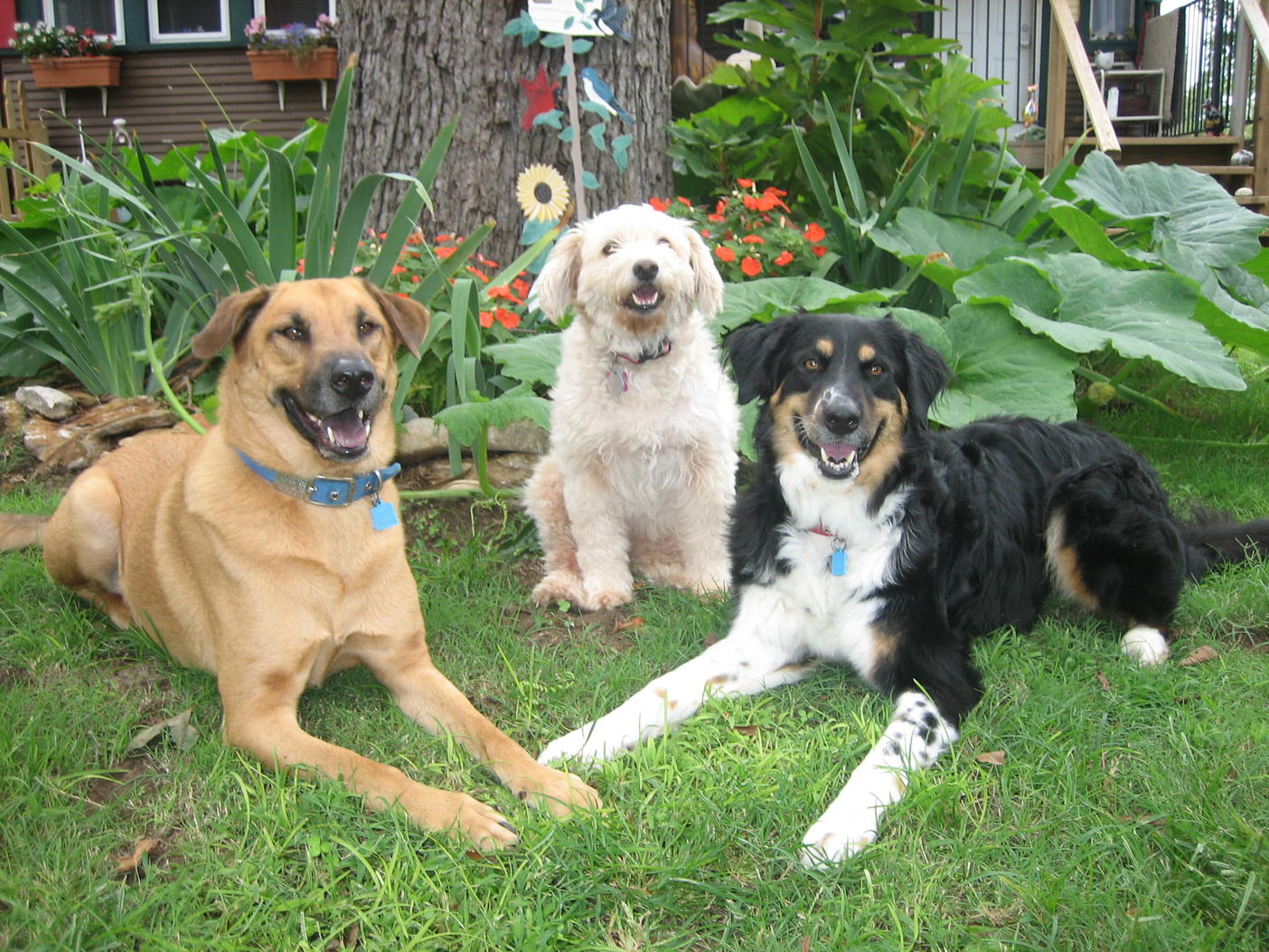 Three dogs with collar, within a dog fence area